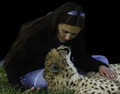 Katgeveg oor wildplaaspark duur voort